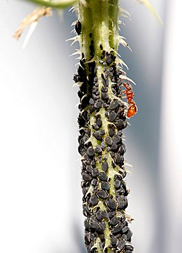 Plant lice and an ant on a thistle stalk