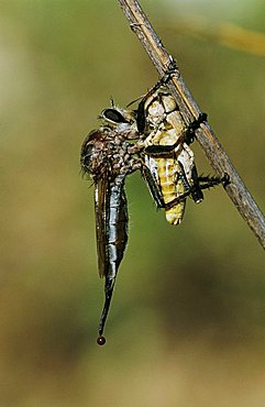 Robber Fly (Asilidae), adult with grasshopper prey, Starr County, Rio Grande Valley, Texas, USA