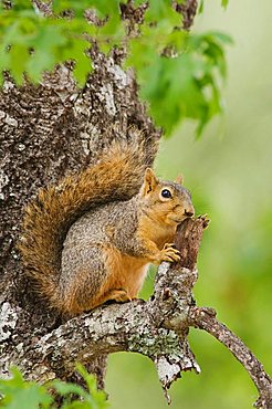 Eastern Fox Squirrel (Sciurus niger), adult on tree, Uvalde County, Hill Country, Central Texas, USA