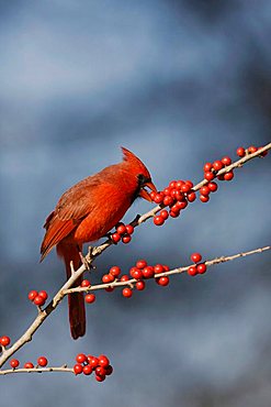 Northern Cardinal (Cardinalis cardinalis), male eating Possum Haw Holly (Ilex decidua) berries, Bandera, Hill Country, Texas, USA