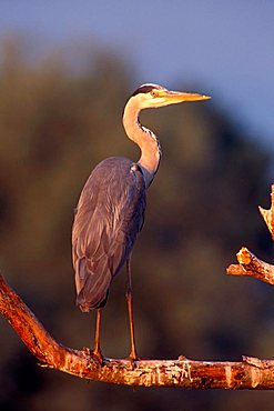 Grey Heron (Ardea cinerea) perched on a branch, Greece, Europe