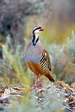 Chukar (Alectoris chukar), Kodachrome Valley State Park, Utah, USA, North America