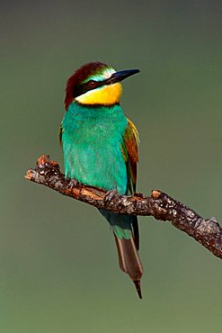 European Bee-eater (Merops apiaster) perched on a branch, Sardinia, Italy, Europe