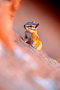 Chipmunk (Tamias), Arches National Park, Utah, USA