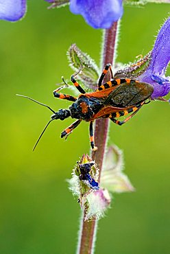 Red Assassin Bug (Rhynocoris iracundus) perched on a flower, Feldthurns, Bolzano-Bozen, Italy