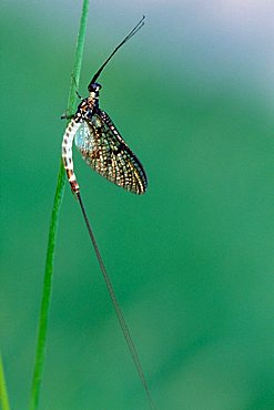 Green Drake Mayfly, Dayfly (Ephemera danica), Tauber Giessen, Germany, Europe