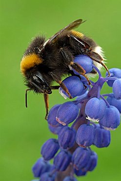 Bumblebee (Bombus lucorum), Schwaz, Tirol, Austria, Europe