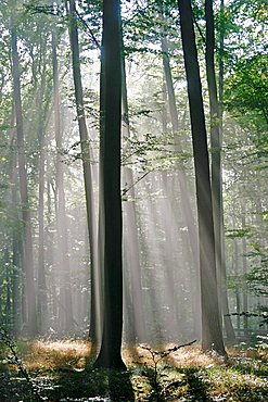 Sunbeams are crossing sideways in the foggy beech forest