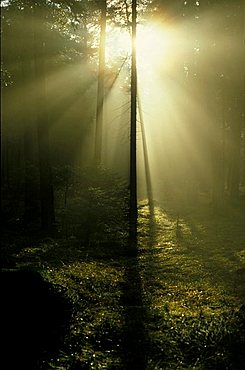 sunbeams in misty forest Germany