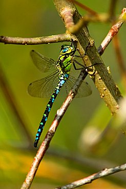 Southern Hawker (Aeshna cyanea, male) aka the Blue Darner