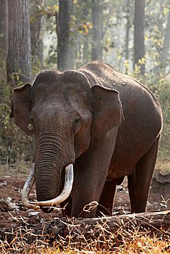 Asian, Asiatic or Indian elephant (Elephas maximus), male, Rajiv Gandhi National Park, Nagarhole National Park, Karnataka, South India, India, South Asia, Asia