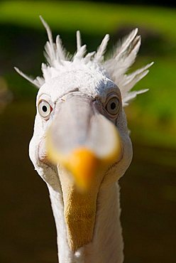 Dalmatian Pelican (Pelecanus crispus) is looking curiously into the camera