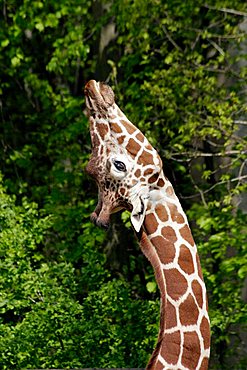 Reticulated Giraffe (Giraffa camelopardalis reticulata)