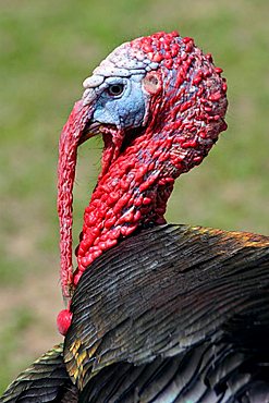 Portrait of a Turkey (Meleagris), cock