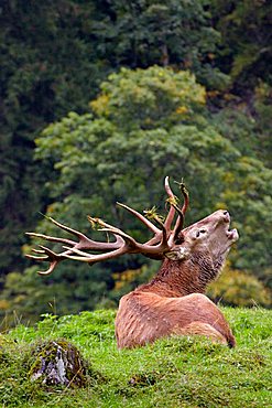 Red Deer (Cervus elaphus), stag in rutting season, Tirol, Austria, Europe