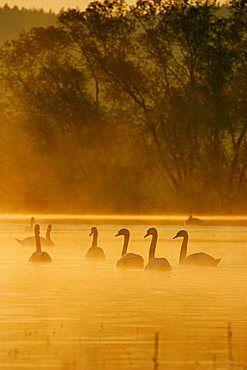 Mute Swans (Cygnus olor), Novy Dvur, Pilsen-North district, Western Bohemia, Czech Republic, Europe