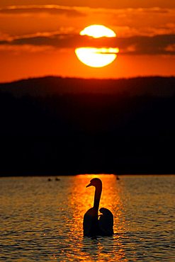 Mute Swan (Cygnus olor), Novy Dvur, Pilsen-North district, Western Bohemia, Czech Republic, Europe