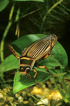 Great diving beetle (Dytiscus marginalis)