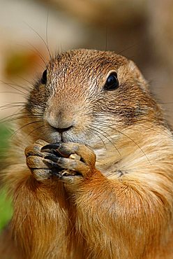 Portrait of a Marmot (Marmota) eating at a zoo in Halle, Saxony-Anhalt, Germany, Europe