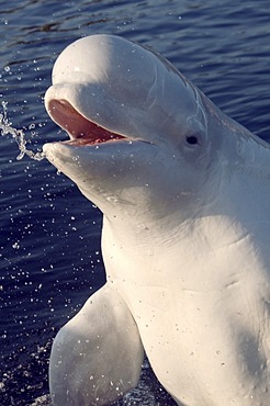 Beluga whale (Delphinapterus leucas), Kareliya, Russia, White Sea, Arctic