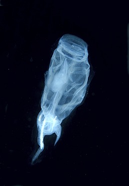 Colony Baker's cyclosalpa (cyclosalpa bakeri), salp, Japan Sea, Primorsky Krai, Russian Federation, Far East