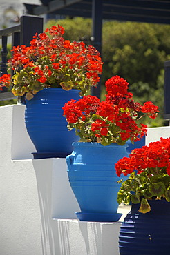 White stairs of tavern Oromedon decorated with red flowers in blue pots Zia Island of Kos Greece