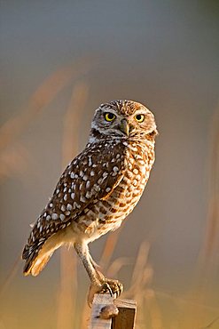 Burrowing Owl (Athene cunicularia), Cape Coral, Florida, USA