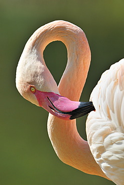 Chilean Flamingo (Phoenicopterus chilensis), portrait