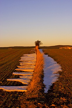 Fields in the evening light, St. Veit, Lower Austria, Austria, Europe