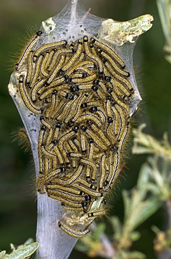 Lackey Moth (Malacosoma neustria)