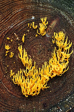 Yellow stagshorn fungus (Calocera viscosa)