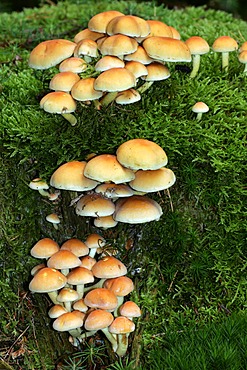 Sulphur tuft - sulfur tuft - mushrooms on a stub covered with moss - toadstool (Hypholoma fasciculare)