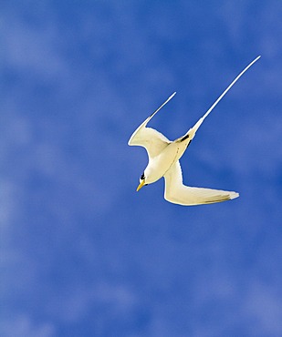 White-tailed Tropicbird (Phaethon lepturus), island of Mahe, Seychelles, Africa, Indian Ocean