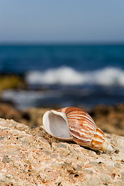 Snail shell on the rocky coast, near Peniscola, Costa Azahar, Spain, Europe