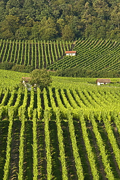 Winegrowing near Donnersdorf, Steigerwald, Lower Franconia, Bavaria, Germany