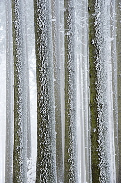 Tree trunks covered with frost, Lindenberg, Switzerland, Europe