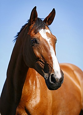 Brown mare, Wielkopolska, Polish warmblooded horse, portrait