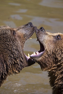 Brown Bears (Ursus arctos), Neuschoenau wildlife enclosure, Bavarian Forest, Bavaria, Germany, Europe, PublicGround