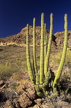 Organ pipe cacti at Organ Pipe National Monument