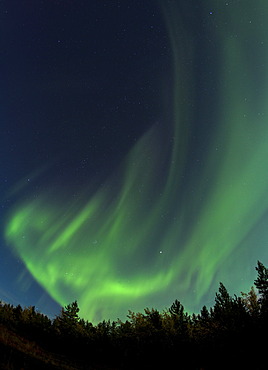 Swirling Northern lights, Polar Aurorae, Aurora Borealis, green, near Whitehorse, Yukon Territory, Canada