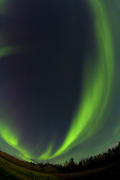 Swirling Northern lights, Polar Aurorae, Aurora Borealis, green, near Whitehorse, Yukon Territory, Canada