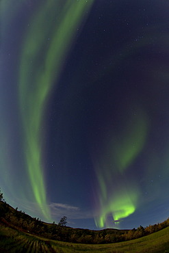 Swirling Northern lights, Polar Aurorae, Aurora Borealis, green, near Whitehorse, Yukon Territory, Canada