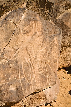 Rock engravings in the Wadi Mathendous, giraffe, Wadi Barjuj, stone desert, Libya, Sahara, North Africa, Africa