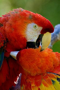 two Scarlet Macaw preening