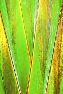 Traveller's Tree or Traveller's Palm (Ravenala madagascariensis), Madagascar, Africa