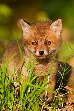 portrait of a baby red fox (vulpes vulpes)