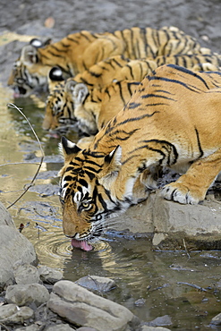 Bengal tigers (Panthera tigris tigris), tigress with her young cubs drinking water from a small pond, Ranthambhore National Park, Rajasthan, India, Asia