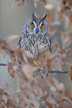 Long-eared owl (Asio otus) sitting on autumn coloured beech branch, Bohemian Forest, Czech Republic, Europe