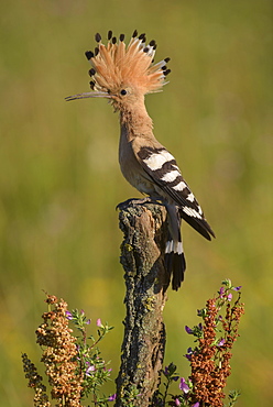 Hoopoe (Upupa epops) on perch, Kiskunsag National Park, Hungary, Europe