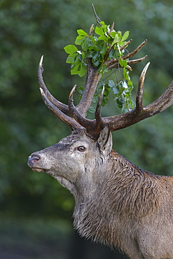 Red deer (Cervus elaphus), portrait, capital deer with leaf branch in antler, Imponiergehoff, place stag, Zealand, Denmark, Europe